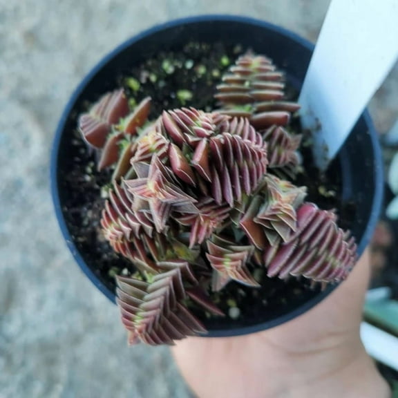 1 Rooted Cutting Crassula Red Pagoda Succulent Plant for Indoor or Outdoor Use