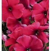 2.5qt Phlox Pan Top Shelf