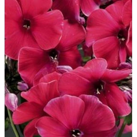 2.5qt Phlox Pan Top Shelf