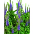 thumbnail image 3 of Expert Gardener Outdoor Live Plant Veronica Speedwell Royal Candles Purple 2.5QT, Sun, 3 of 7
