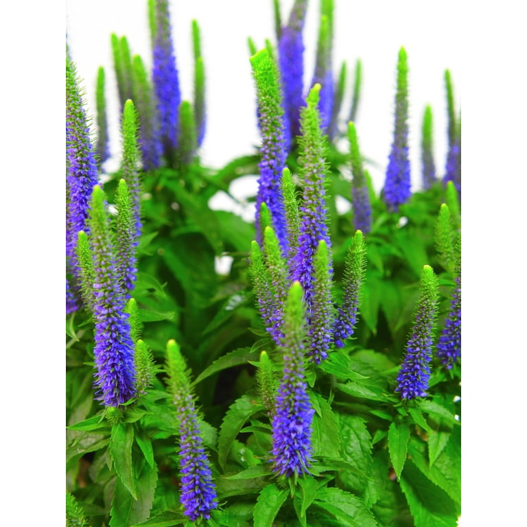 Expert Gardener Outdoor Live Plant Veronica Speedwell Royal
