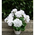 thumbnail image 2 of Morttic 2PCS 14'' Artificial Geraniums Silk Flowers Plants Home Outdoor Decor Garden Window Box, 2 of 6
