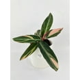 thumbnail image 2 of Calathea Triostar (Stromanthe Sanguinea) - Live Air-Purifying Indoor Plant in Nursery Pot – Easy Care, Low Maintenance Houseplant for Home & Office Decor, Natural Air Cleaner, Best for Beginners, 2 of 9