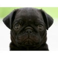 thumbnail image 2 of CafePress - Black Pug Mugs - 11 oz Ceramic Mug - Novelty Coffee Tea Cup, 2 of 4