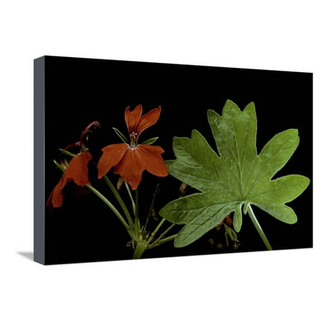 Pelargonium X Hortorum 'Red Startel' (Common Geranium, Garden Geranium, Zonal Geranium) Stretched Canvas Print Wall Art By Paul