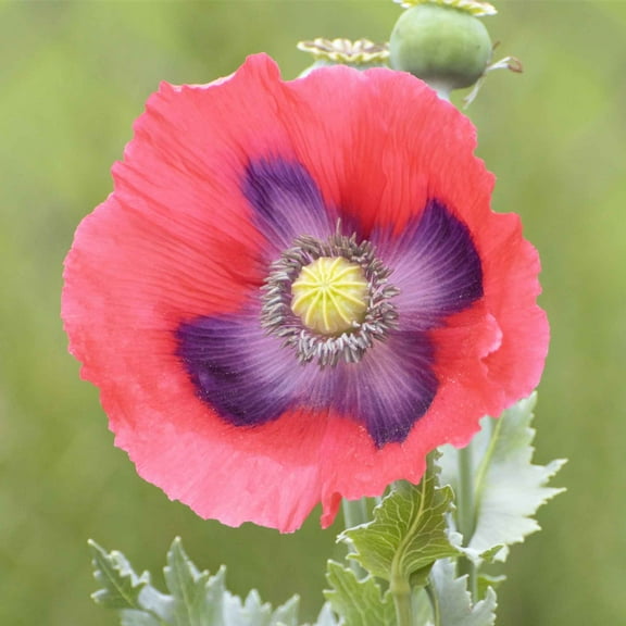 Eden Brothers Poppy Seeds - The Giant