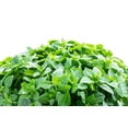 thumbnail image 2 of 500 DWARF GREEK BASIL Ocimum Basilicum Fragrant Spicy Small Bright Green Leaf Herb Seeds, 2 of 10
