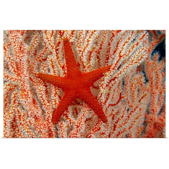 Great BIG Canvas | Rolled Dave Fleetham Poster Print entitled Thailand, Sea Star (Fromia Indica) On Gorgonian Coral