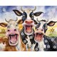thumbnail image 1 of Kit Con Forma Especial Parcial 5D DIY Vaca 50x40cm, 1 of 9