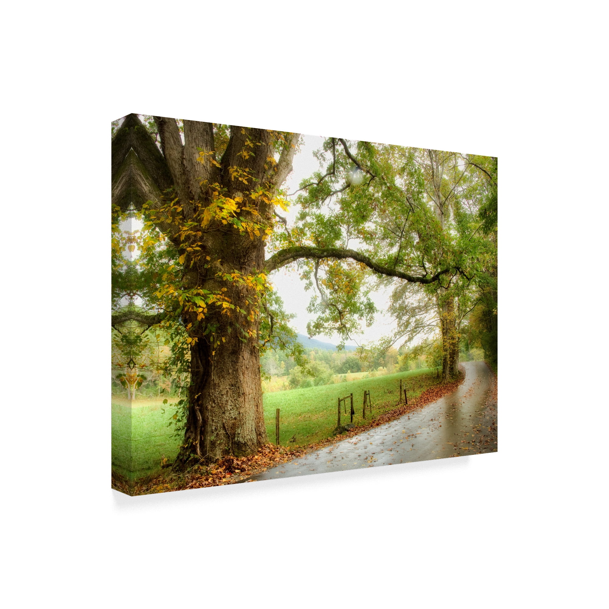 Trademark Fine Art 'Wet Path' Canvas Art by Danny Head