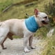 thumbnail image 3 of Bufanda refrescante instantánea para perros, bufanda transpirable profesional de verano para mascotas, collar de hielo para gatos, toalla de hielo para bulldog, 3 of 5