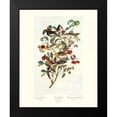 thumbnail image 2 of Audubon, John James 12x14 Black Modern Framed Museum Art Print Titled - Audubons Warbler (decorative border), 2 of 5