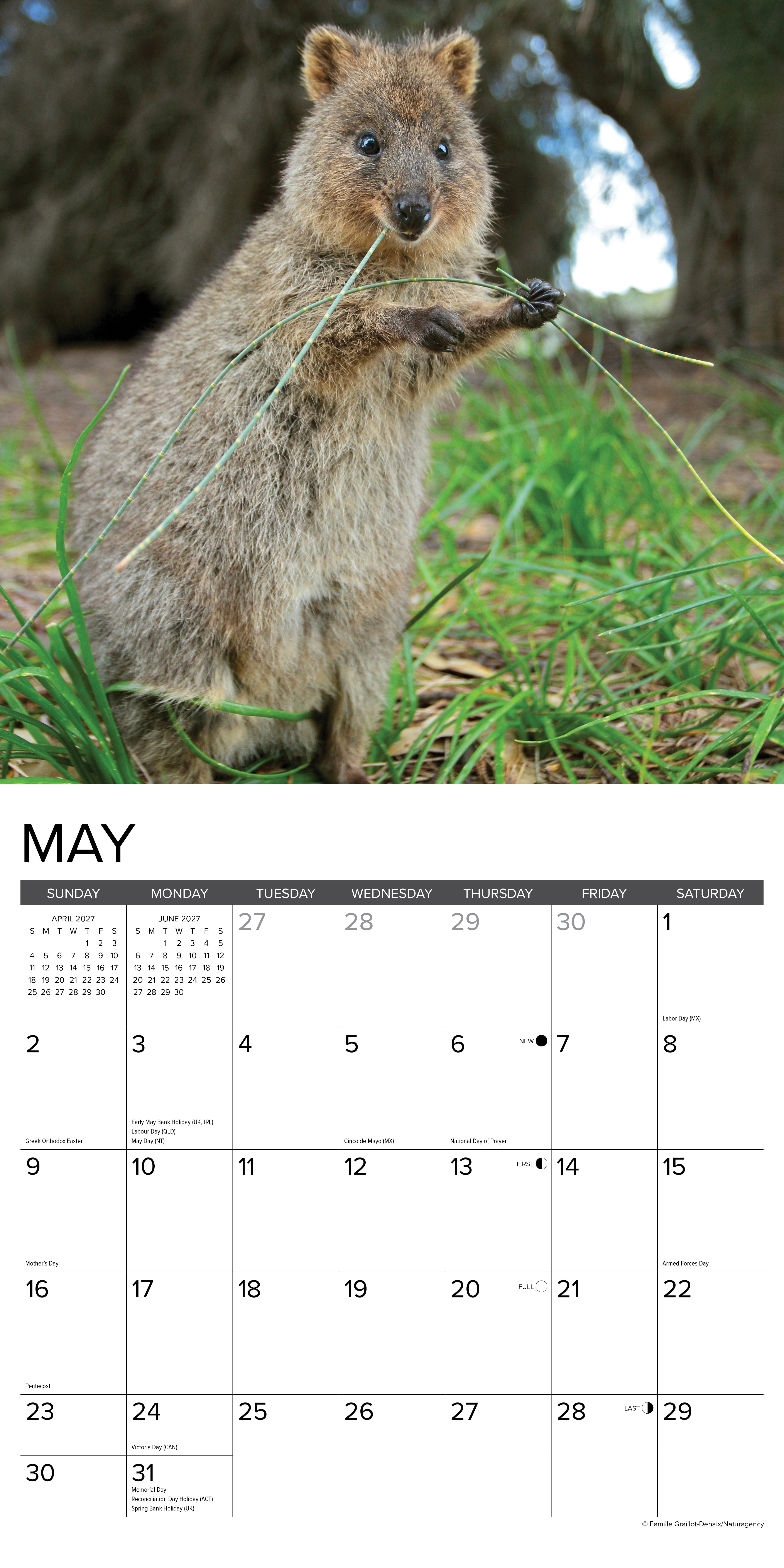 Willow Creek Press, Quokkas 2027 Wall Calendar