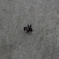 thumbnail image 6 of Body Candy Womens 20G 316L Steel Nose PVD Smiling Witch Spider Nose Stud Nose Bone 1/4, 6 of 8