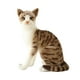 thumbnail image 4 of Gato de peluche Sunnimix 35 cm Gato Gris Juguetes de peluche, 4 of 8