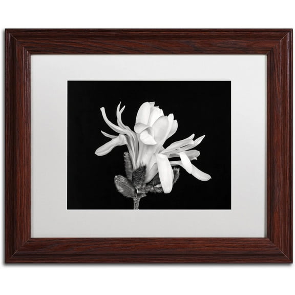 Trademark Fine Art 'Magnolia Flower' Canvas Art by Pierre Leclerc, White Matte, Wood Frame