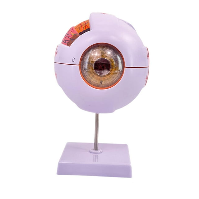 Modelo de ojo humano 4D, desmontado, con componentes extraíbles, herramienta didáctica, modelo de globo ocular, figura de escritorio para observación