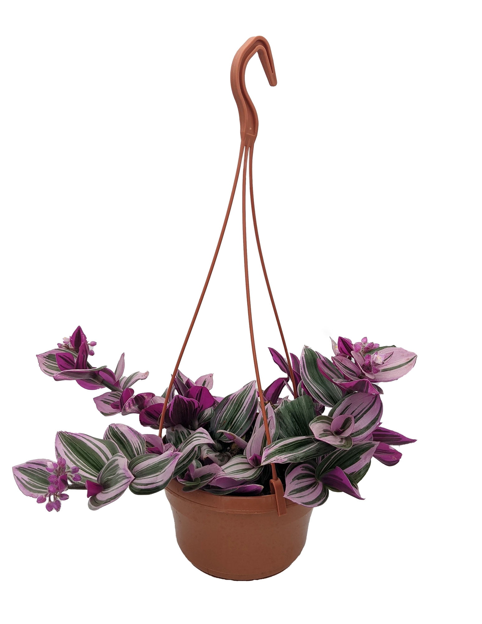 Rare Nanouk Pink Tradescantia - 6