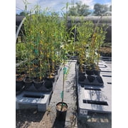 Weeping Willow Tree - 3-4 Feet Tall - ( 2.5 QT ) - Fast growing - Full sun
