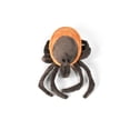 thumbnail image 6 of Tick Plush Toy, Plushy Stuffed Insect, Soft Pillow, Educational, Figure, Replica, Gift, 8" F4306 B323, 6 of 6