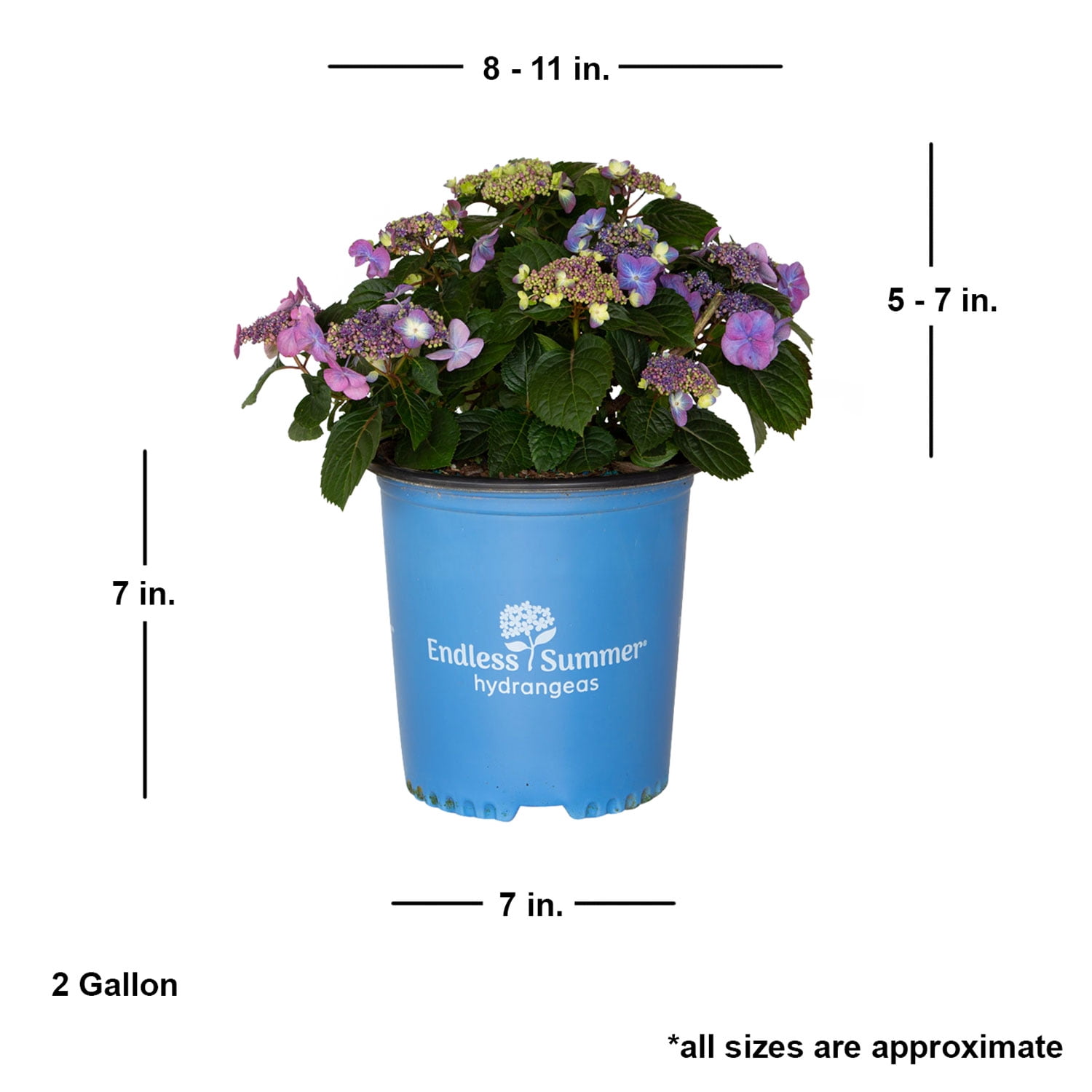 Endless Summer Pop Star Reblooming Hydrangea Live Shrub in 2-Gallon Grower Pot