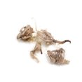 thumbnail image 3 of EcoExploration Simulated Owl Pellet with Vole by Eisco Labs - Realistic Educational Tool for Biology and Ecology, Reusable, 3x1.25 Inches - Made in USA (Pack 5), 3 of 5