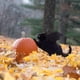 thumbnail image 5 of Disfraz de gato JAMW Disfraz de dragón para perros pequeños y gatos fiesta de Halloween, 5 of 5