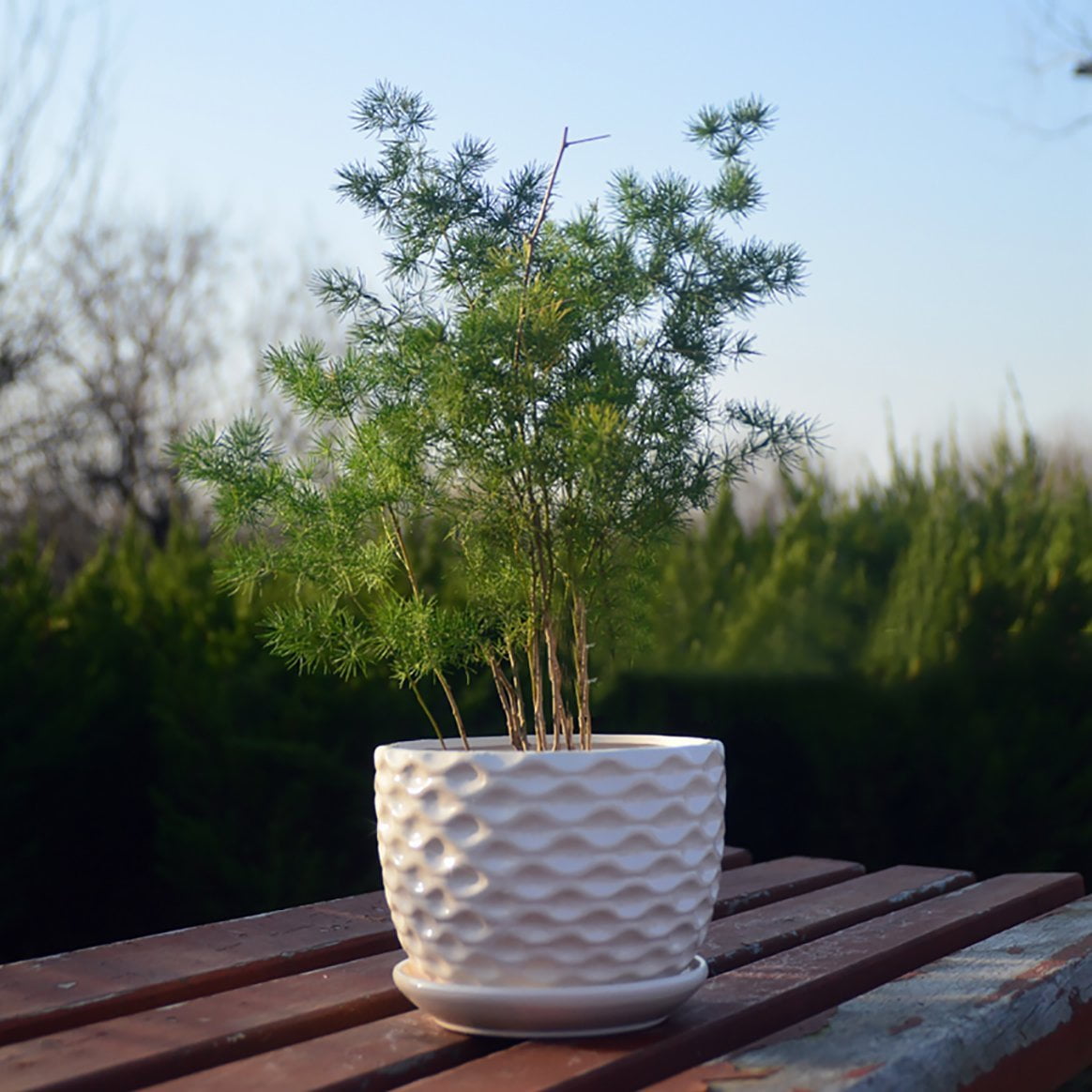 Mr. Garden White Ceramic Round Flower Pots H3.3"xD4.1",2pcs