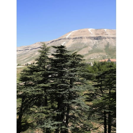 The Cedar Trees of Bcharre, Qadisha Valley, Lebanon Print Wall Art By Wendy (Best Photos Of Lebanon)