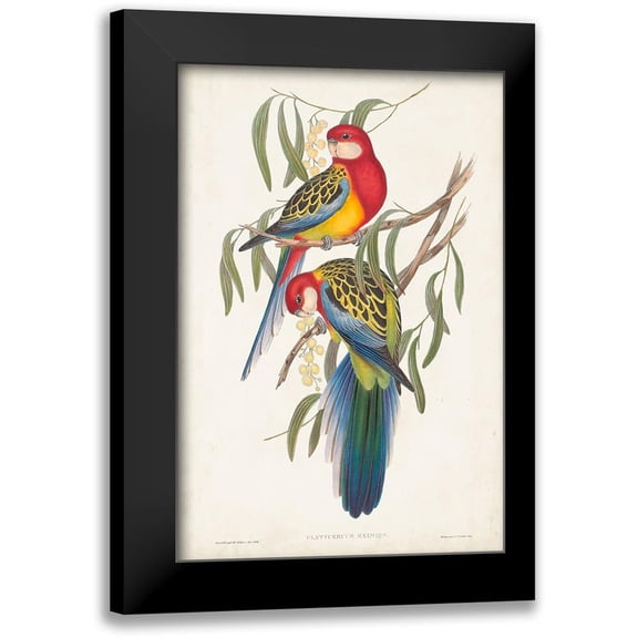 Gould, John 11x14 Black Modern Framed Museum Art Print Titled - Tropical Parrots IV