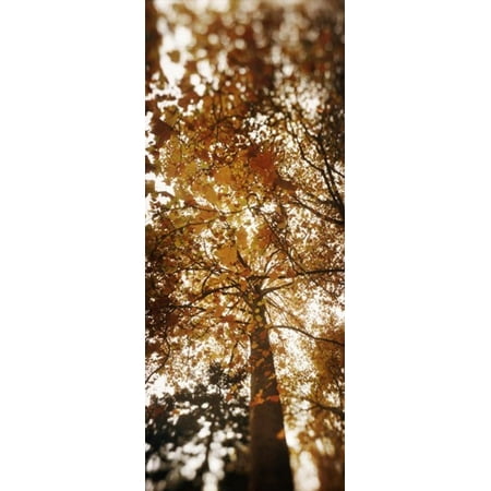 Low angle view of autumn trees Volunteer Park Capitol Hill Seattle King County Washington State USA Canvas Art - Panoramic Images (15 x