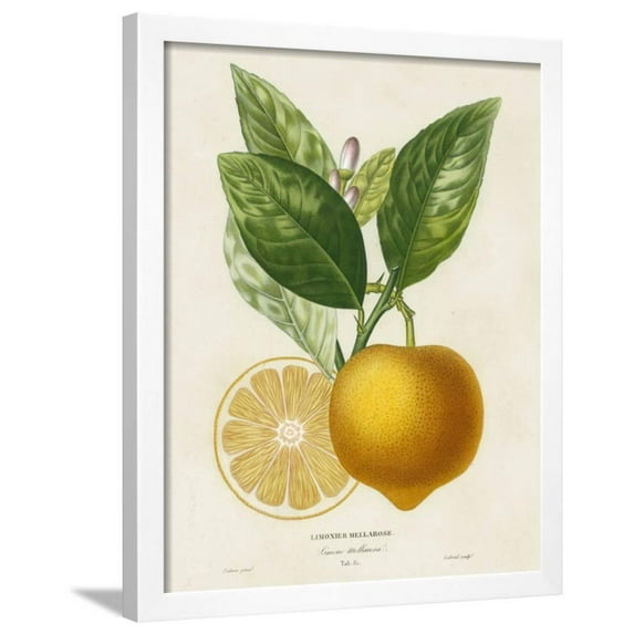 French Lemon Botanical III, Botanical Framed Art Print Wall Art by A^ Risso