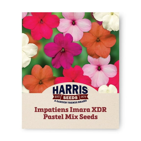 Harris Seeds - Impatiens Imara XDR Pastel Mix F1 Seeds For Planting - NON-GMO - 50 Seeds