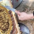 thumbnail image 2 of Z-Shape Honey Scraper Stainless Steel Honey Uncapping Tool Stainless Steel Beekeeper Long Beehive Cleaning Scraper, 2 of 7