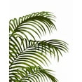 thumbnail image 2 of Fab Funky 26x32 White Modern Wood Framed Museum Art Print Titled - Palm Leaf 1, Green On White, 2 of 4
