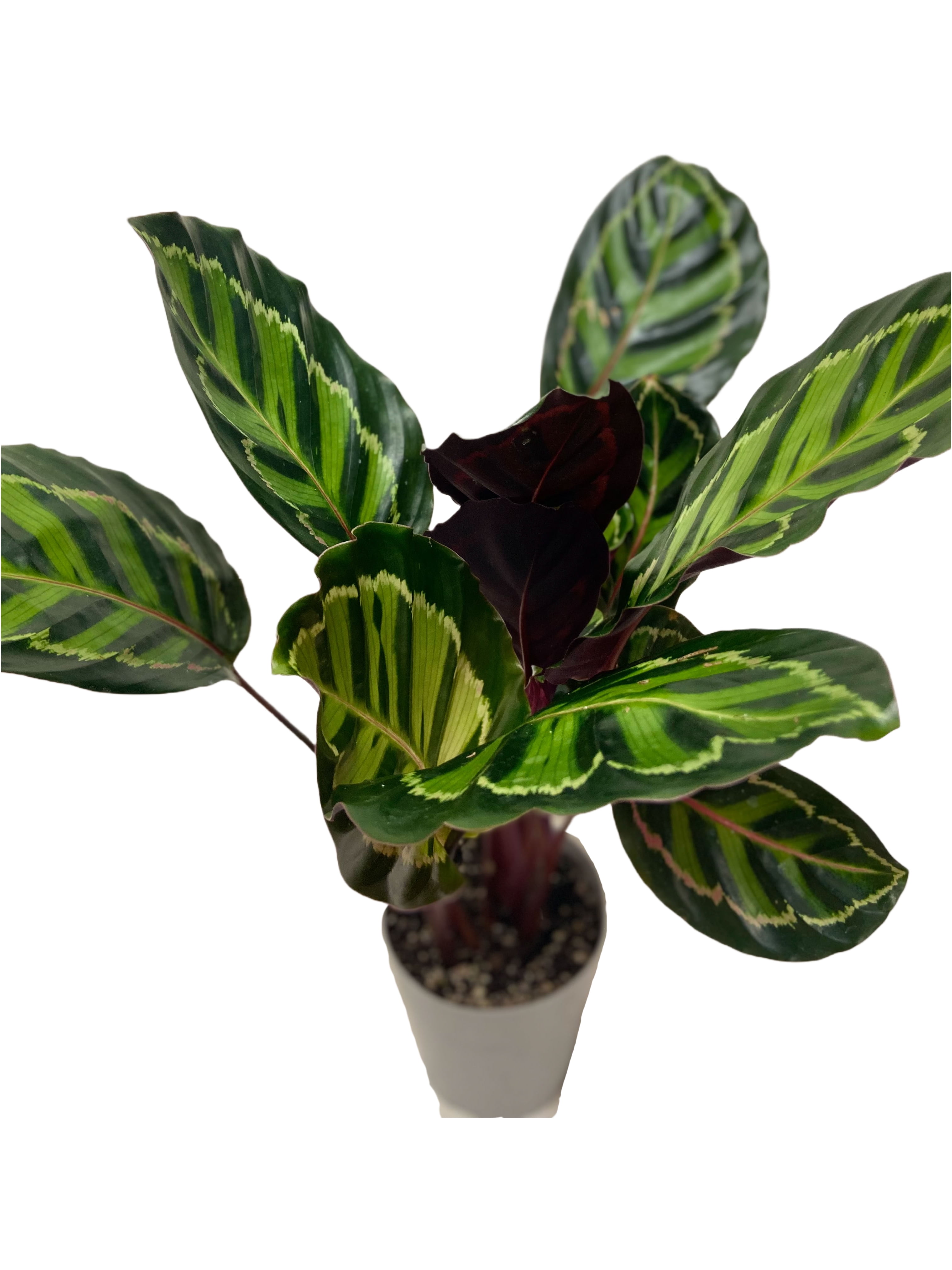 chlorophytum comosum spider plant Spider Plant Care - How to Grow Chlorophytum comosum