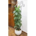 thumbnail image 5 of Hosley Hosley Home Décor Collection 16 in x 48 in Black Iron Wave Shape Trellises 2 Count, 5 of 7