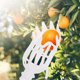 thumbnail image 3 of Fruit Picker Basket | Universal Attachable Orchard Tool for Pear Orange Harvesting | Durable Metal Mesh Design Fits Standard Poles | Easy Install | 1-Pack | Quickly Picks Multiple Fruits, 3 of 5