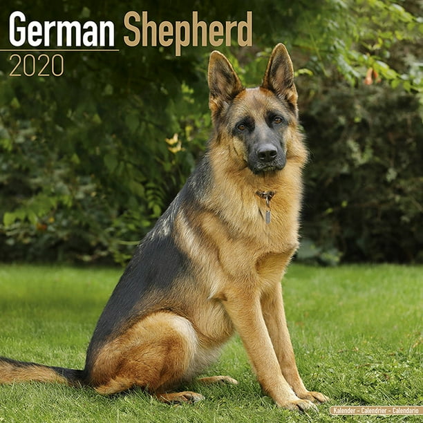 German Shepherd Calendar 2020 Dog Breed German Shepherd Dog Breed Calendar