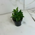 thumbnail image 2 of Peperomia Trinervula, 2" Plant, The Plant Farm, 2 of 5