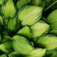 thumbnail image 2 of Expert Gardener Krossa Regal Hosta (2.5 Quart) Ornamental Foliage With Veined Often Dense Basil Leaves, 2 of 2