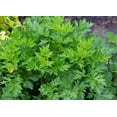 thumbnail image 4 of Dried Mugwort Herbal Tea, Estafiate Te, Artemisia Lose Leaves. 2 oz., 4 of 5