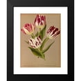 thumbnail image 2 of Arentine H. Arendsen 11x14 Black Modern Framed Museum Art Print Titled - Single Early Tulips 2 (1872-1881), 2 of 5