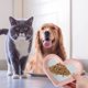 thumbnail image 5 of Cuenco de cerámica para mascotas, cuenco de agua para comida para gatos, plato poco profundo para gatos, plato bonito para mascotas, contenedor de alimentación, 5 of 6
