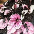 thumbnail image 3 of Rex Begonia Plant, (Begonia rex 'Flamenco') 2.5 inch Pot -Silvery and Magenta Leaves - Striking House Plant, 3 of 3