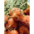 thumbnail image 3 of Burpees Golden Beet Seeds/ Annual/ Full Sun/ 2300 Seeds 1 oz/ Zellajake Farm and Garden - B182, 3 of 4