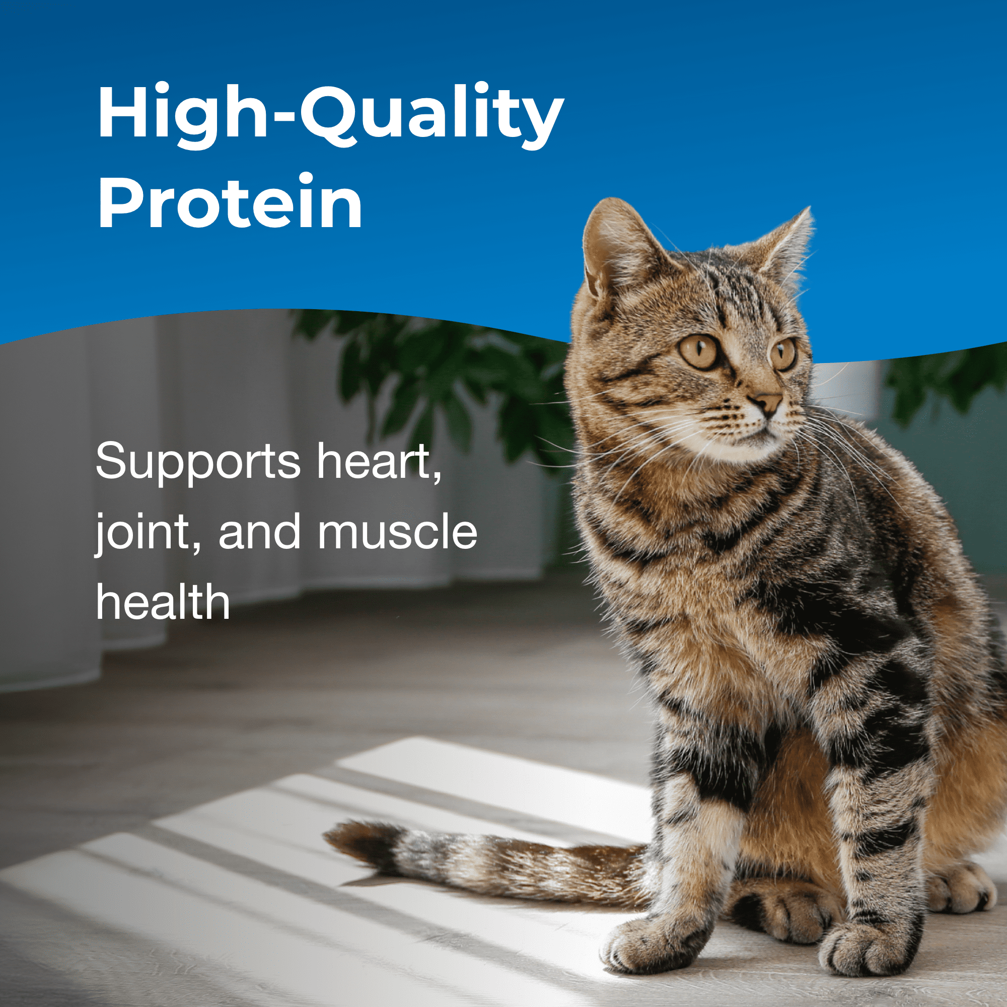 PetAg KMR Healthy Aging - 14 oz