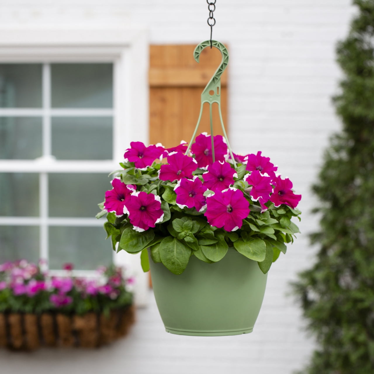 Expert Gardener 1.5gal Pink White Petunia Live Annual Plant Hanging Basket Sun