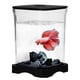 thumbnail image 4 of Tanque Cría Peces Betta para Sala Estar Oficina Aqua, 4 of 9