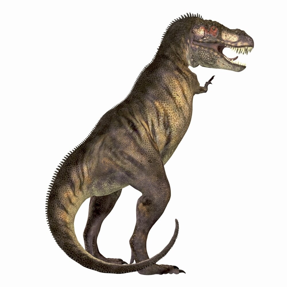 Tyrannosaurus Rex was one of the largest carnivores of the Cretaceous Period of Earths history
